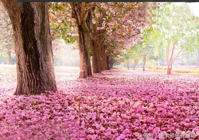 2017日本嘉定注册公司新流程及所需费用