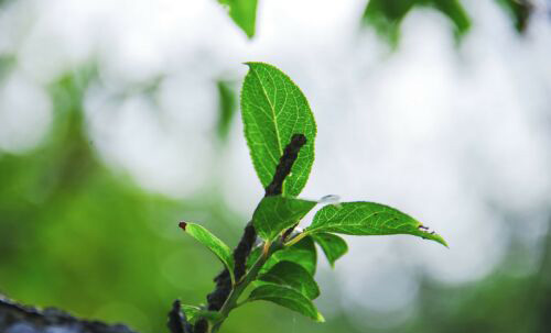 适合环保公司名字大全