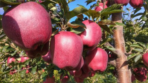 三个字的农业公司名字