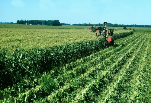 大气的农业公司名称大全