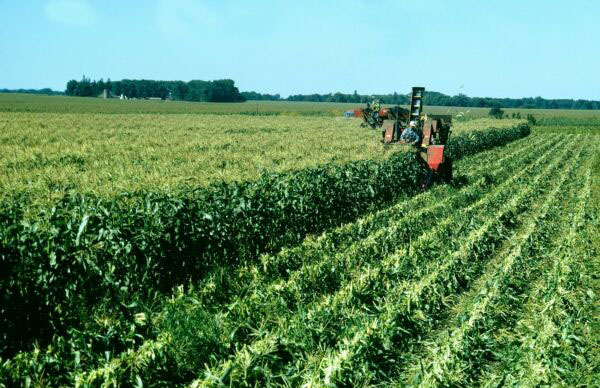 农业公司名称简单大气